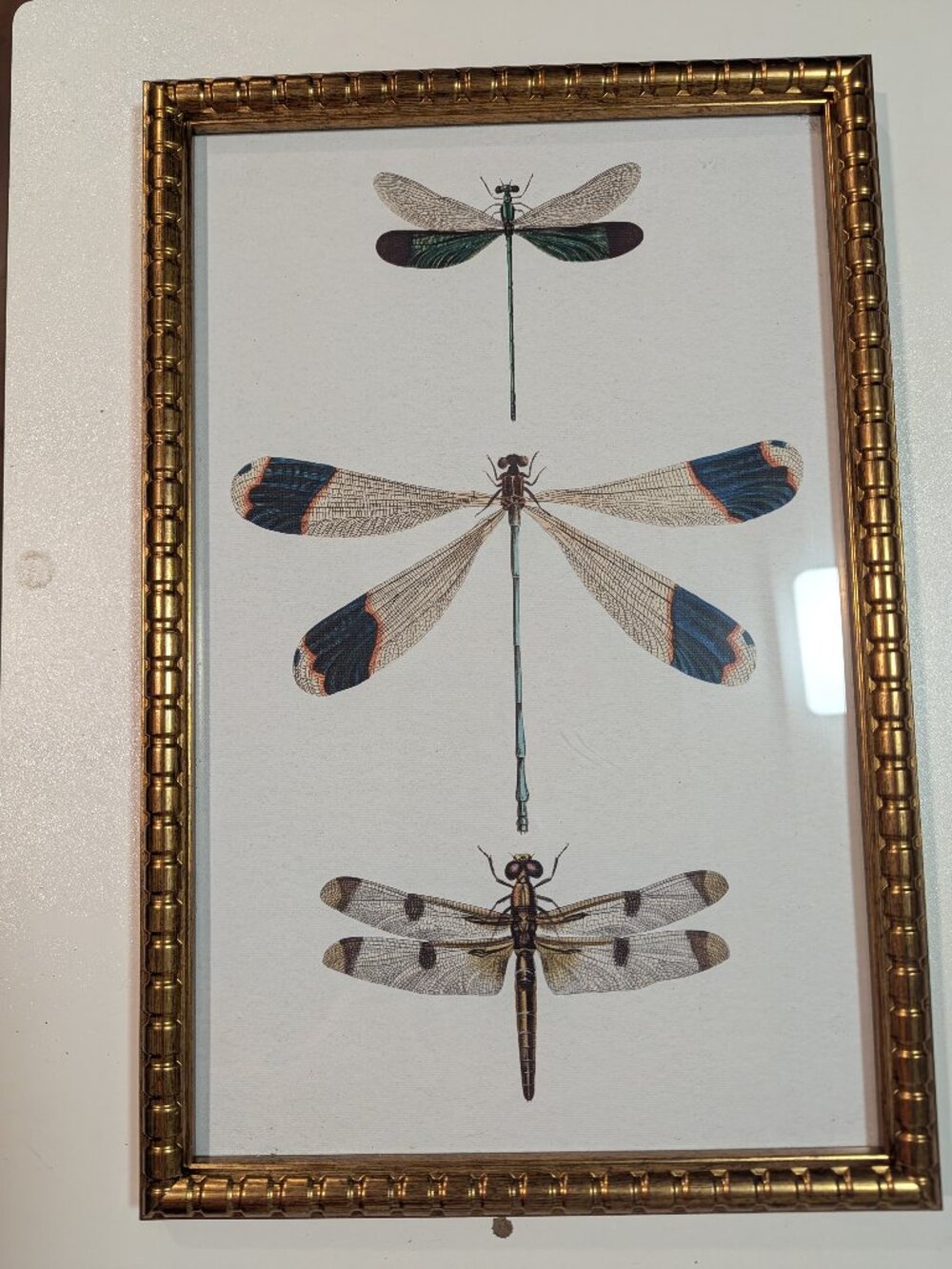 Sapna Shah Gold Framed Dragonfly Illustration Wall Art Print 12"x18"